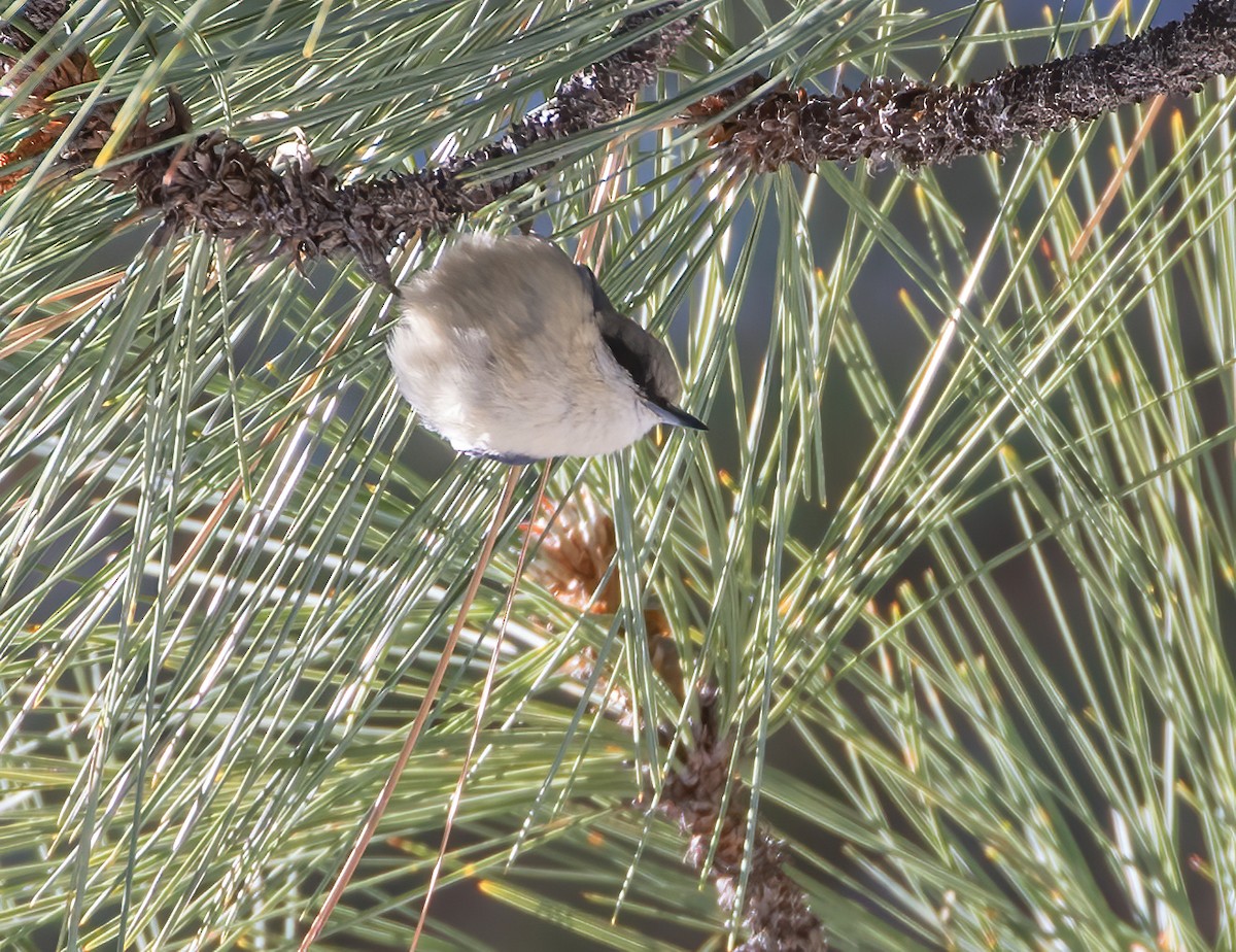 Pygmy Nuthatch - ML634367790
