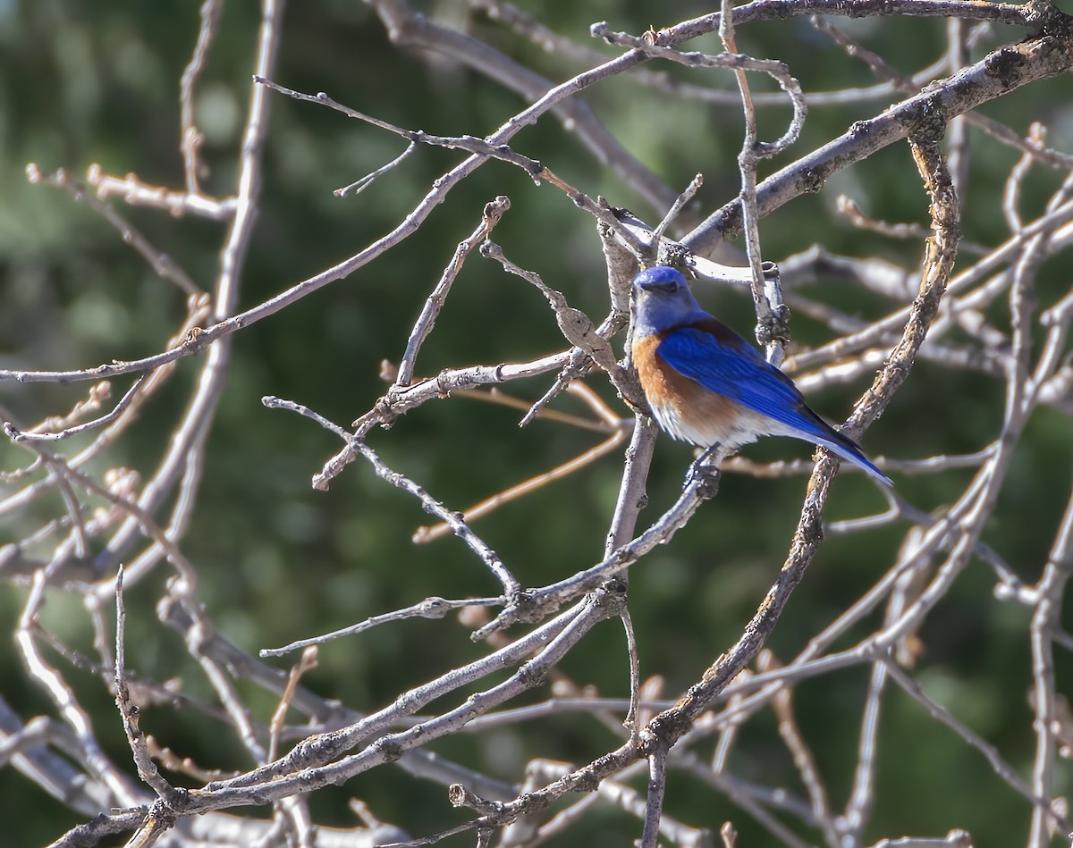 Western Bluebird - ML634367797