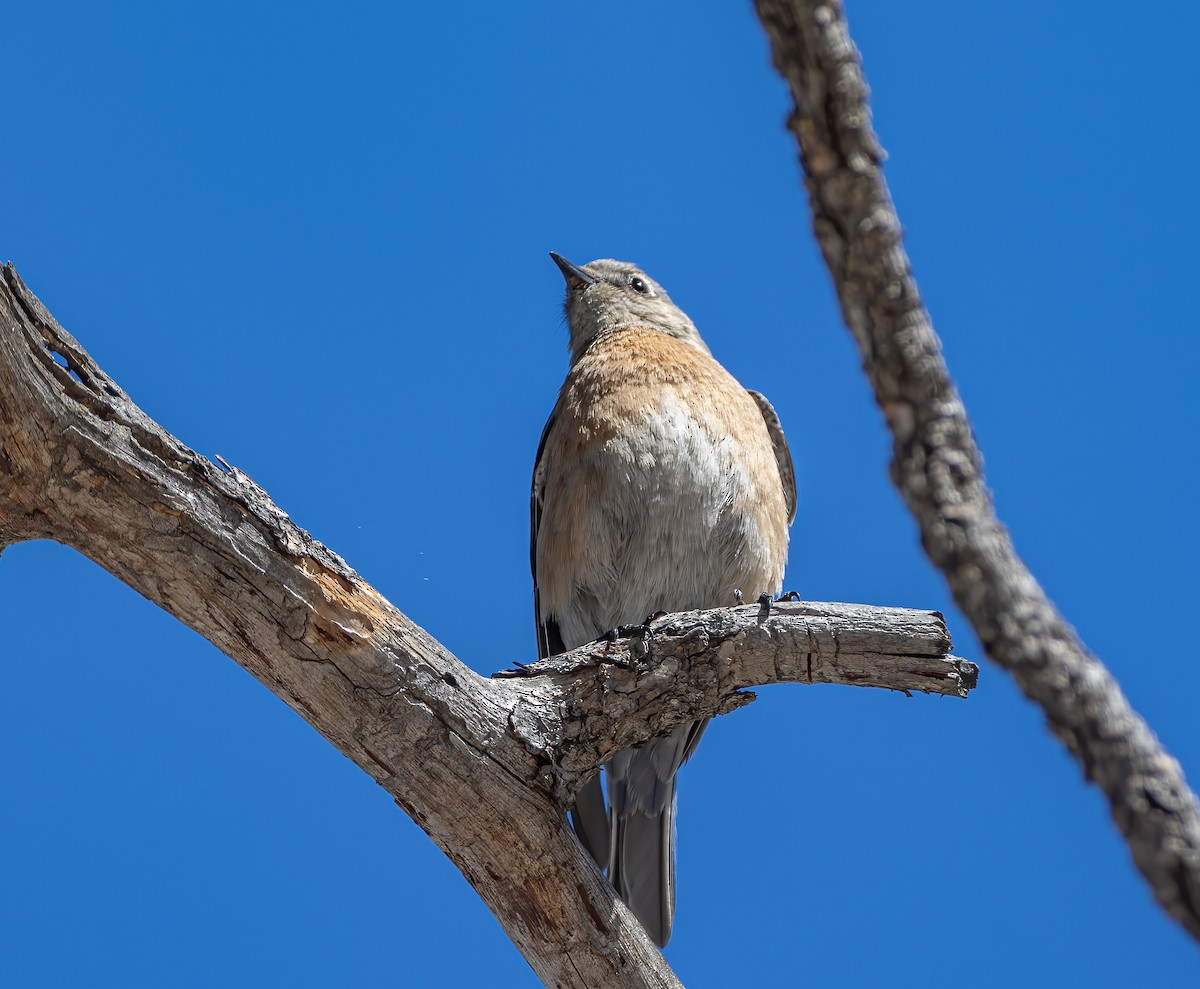 Western Bluebird - ML634367798