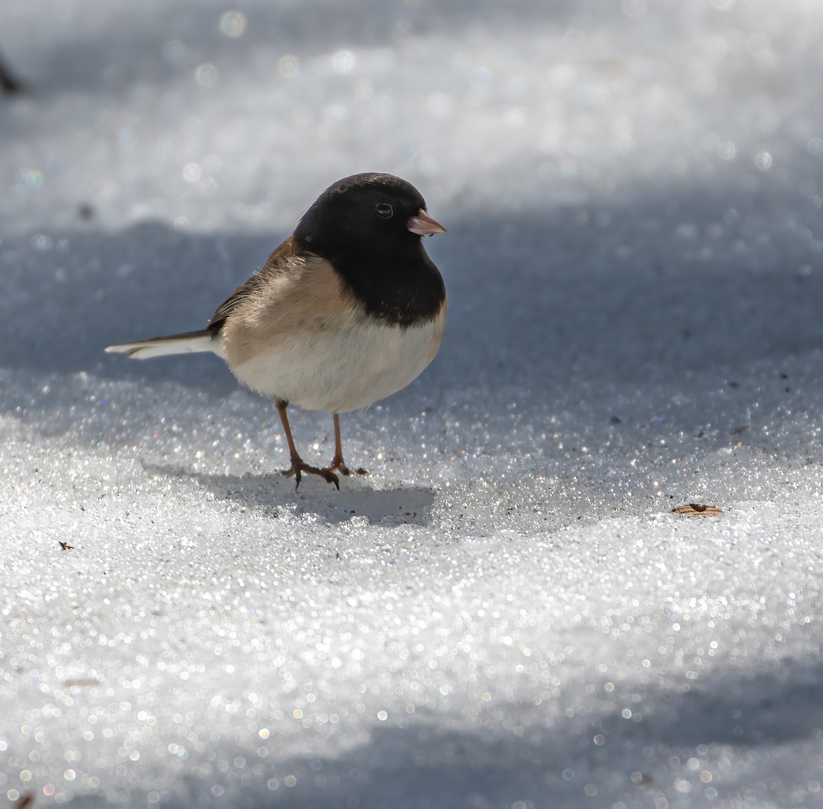 Dark-eyed Junco (Oregon) - ML634367804