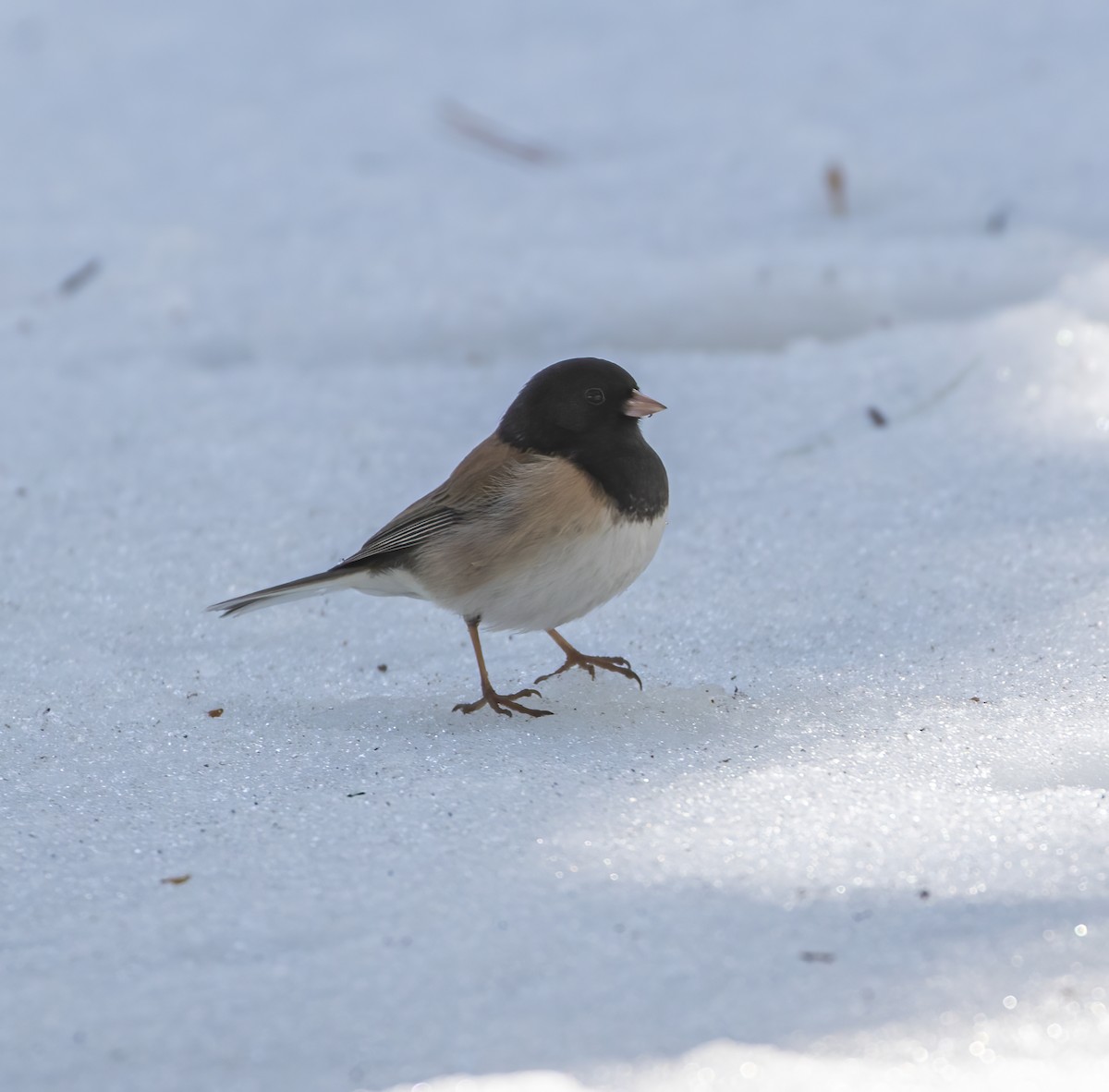 Dark-eyed Junco (Oregon) - ML634367805