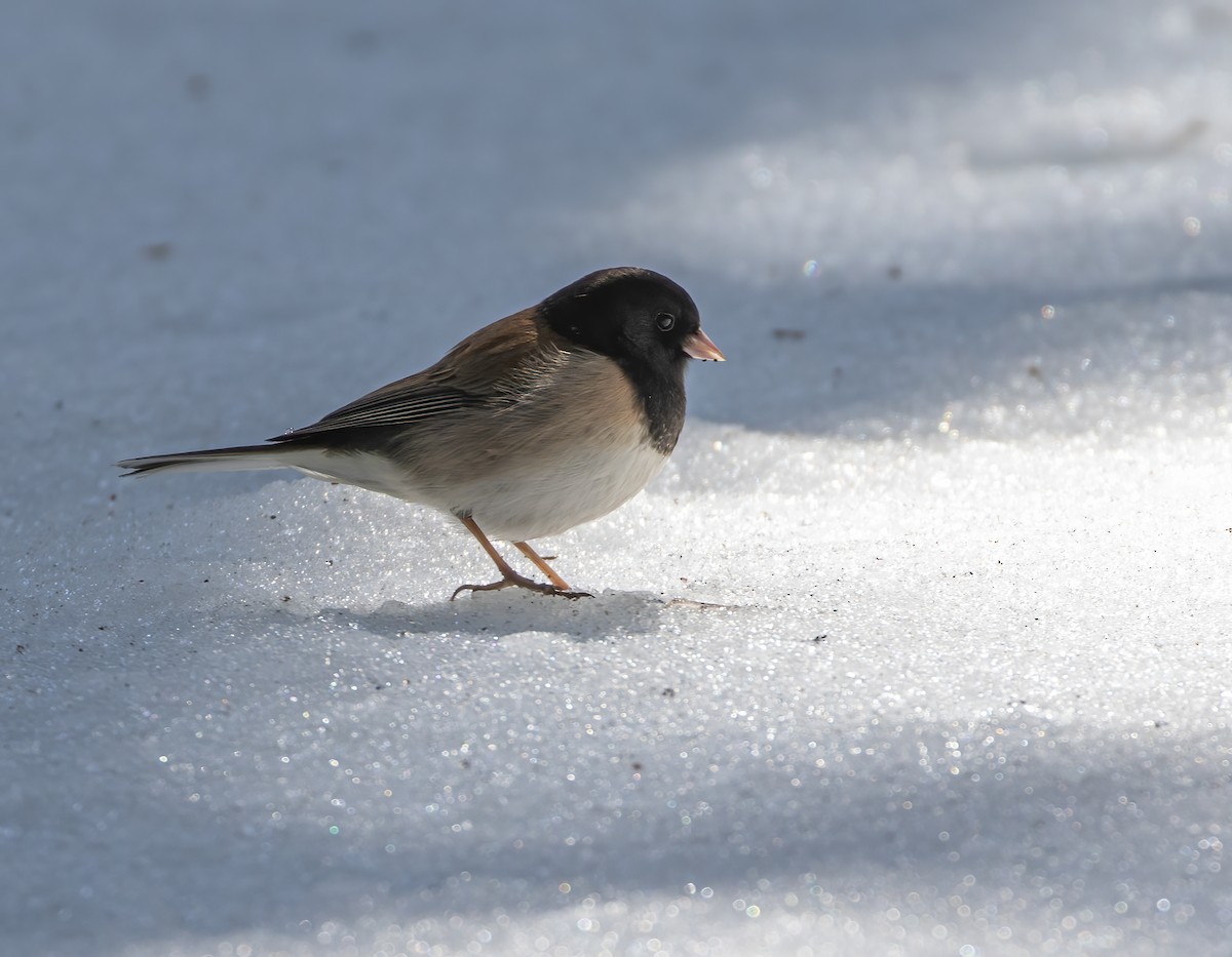 Dark-eyed Junco (Oregon) - ML634367806