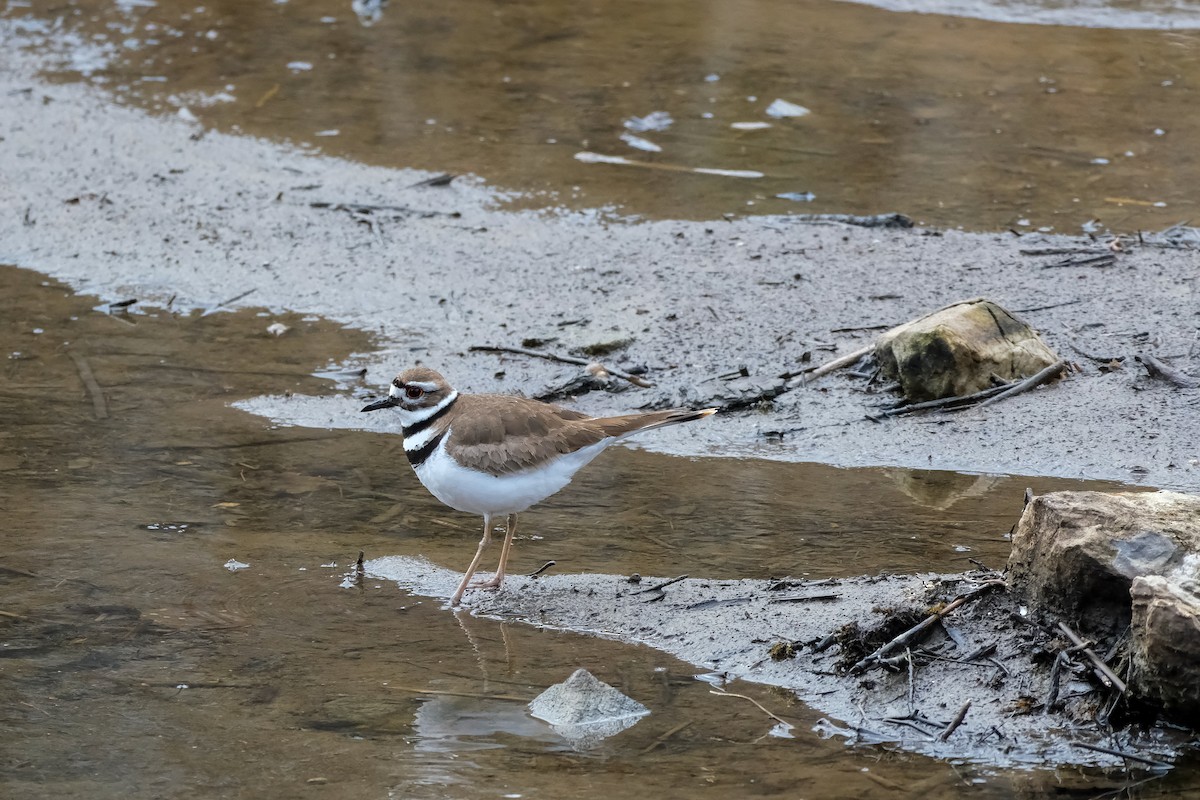 Killdeer - ML634367818