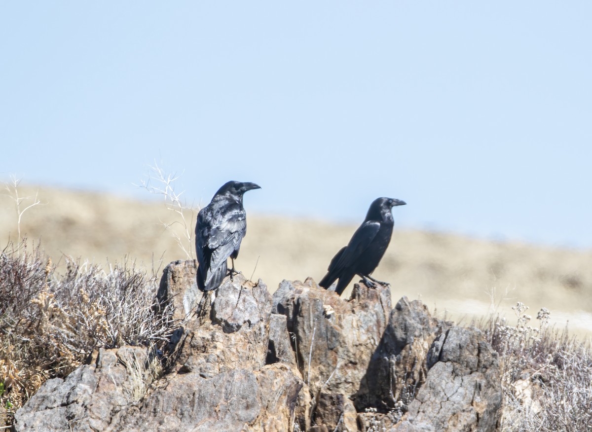 Common Raven - ML634367872