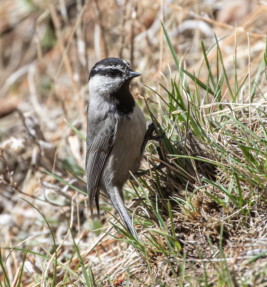 Mountain Chickadee - ML634367883