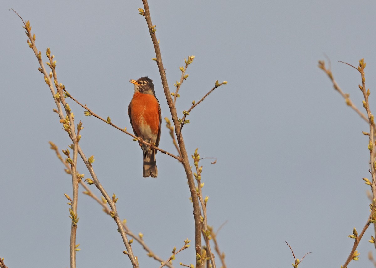 American Robin - ML634367887