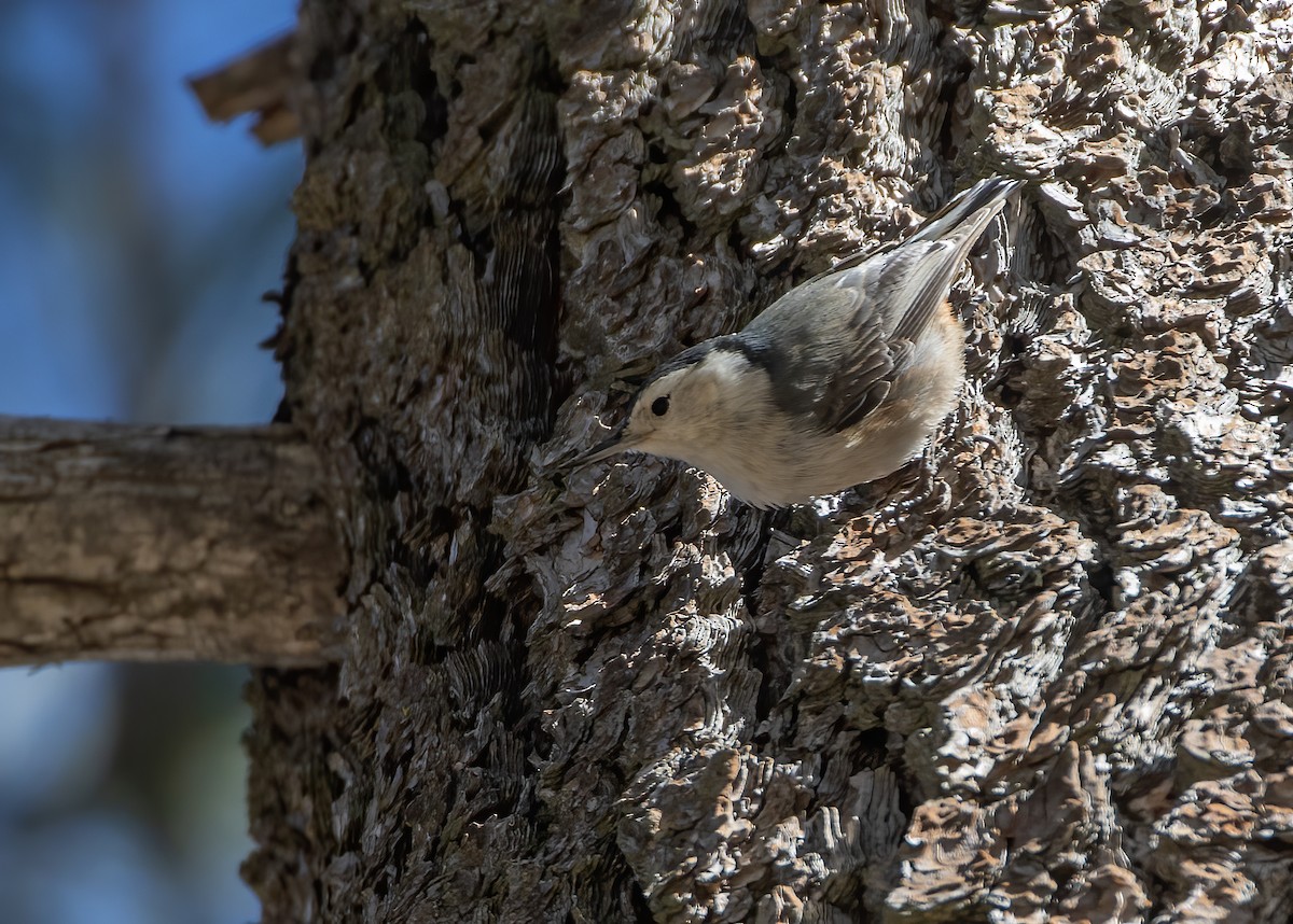 White-breasted Nuthatch - ML634367896