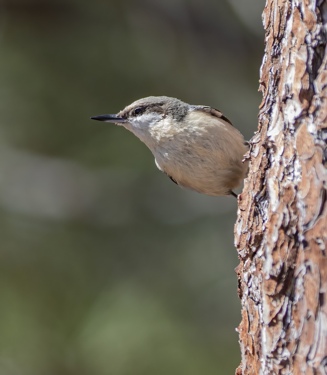 Pygmy Nuthatch - ML634367922