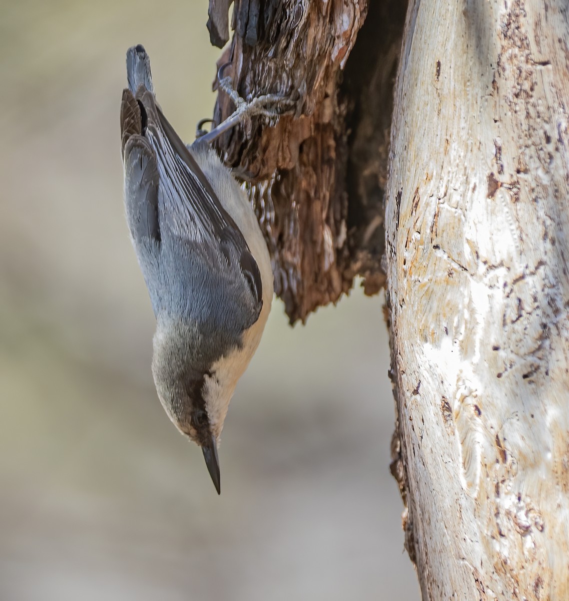 Pygmy Nuthatch - ML634367923