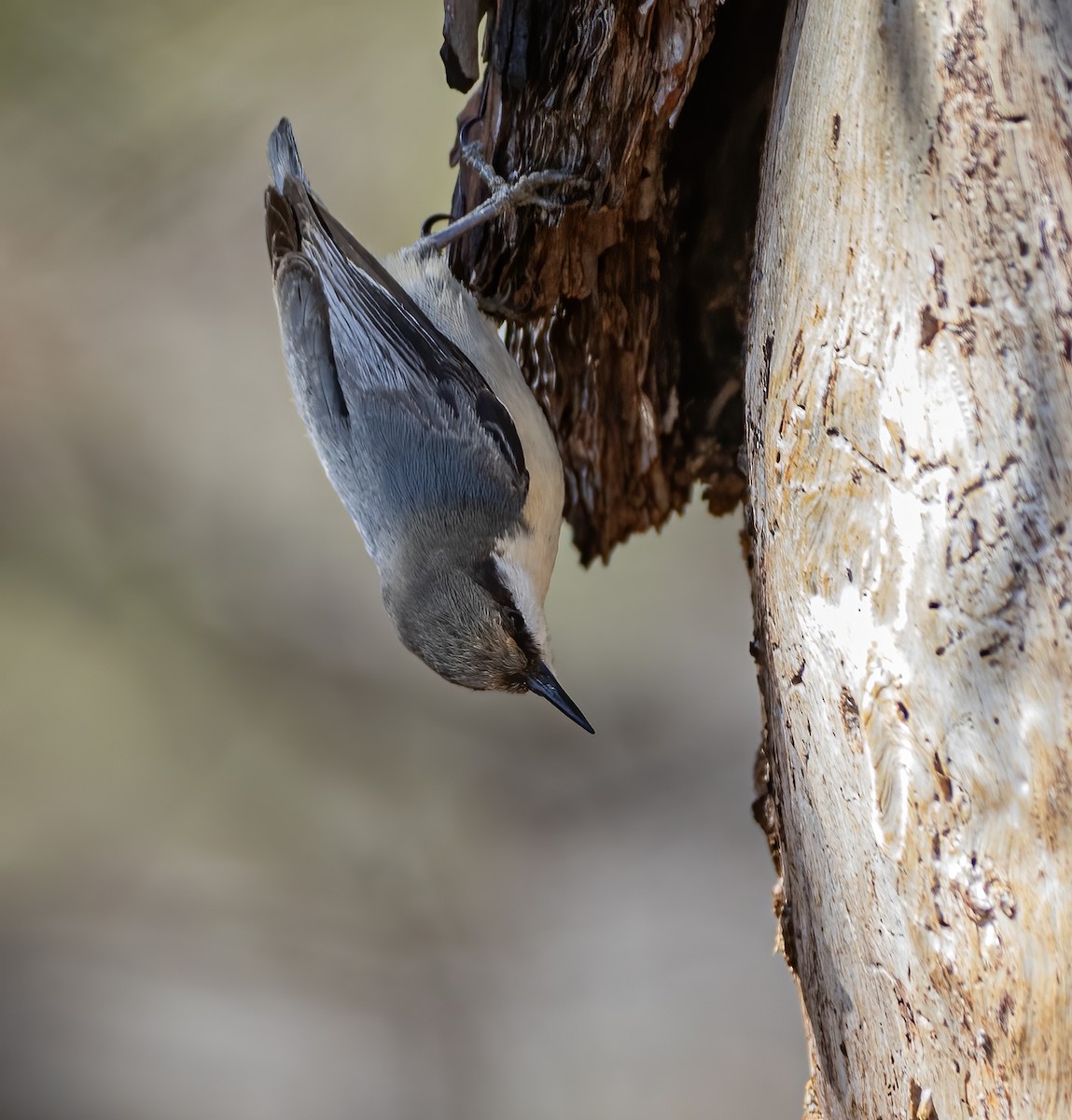 Pygmy Nuthatch - ML634367924