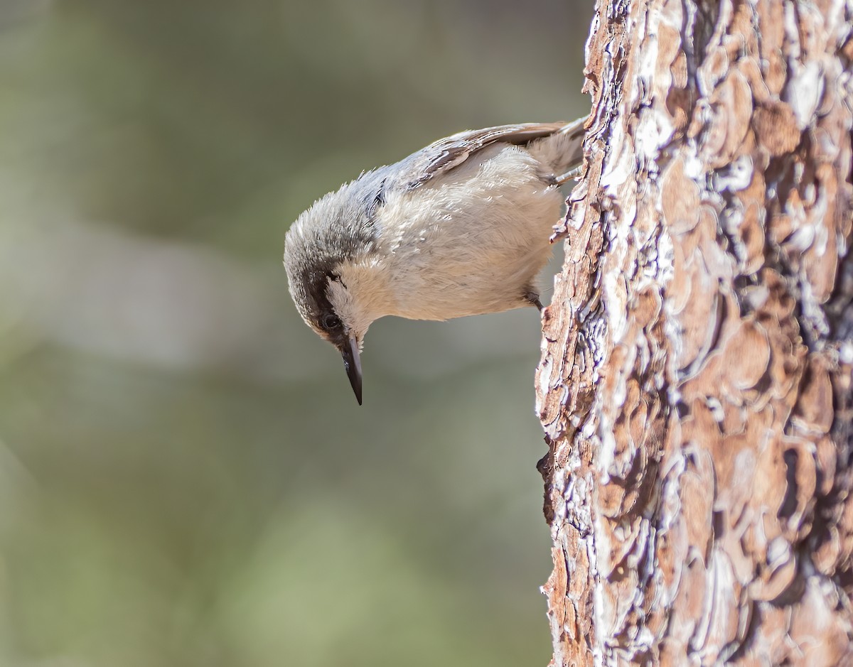 Pygmy Nuthatch - ML634367925
