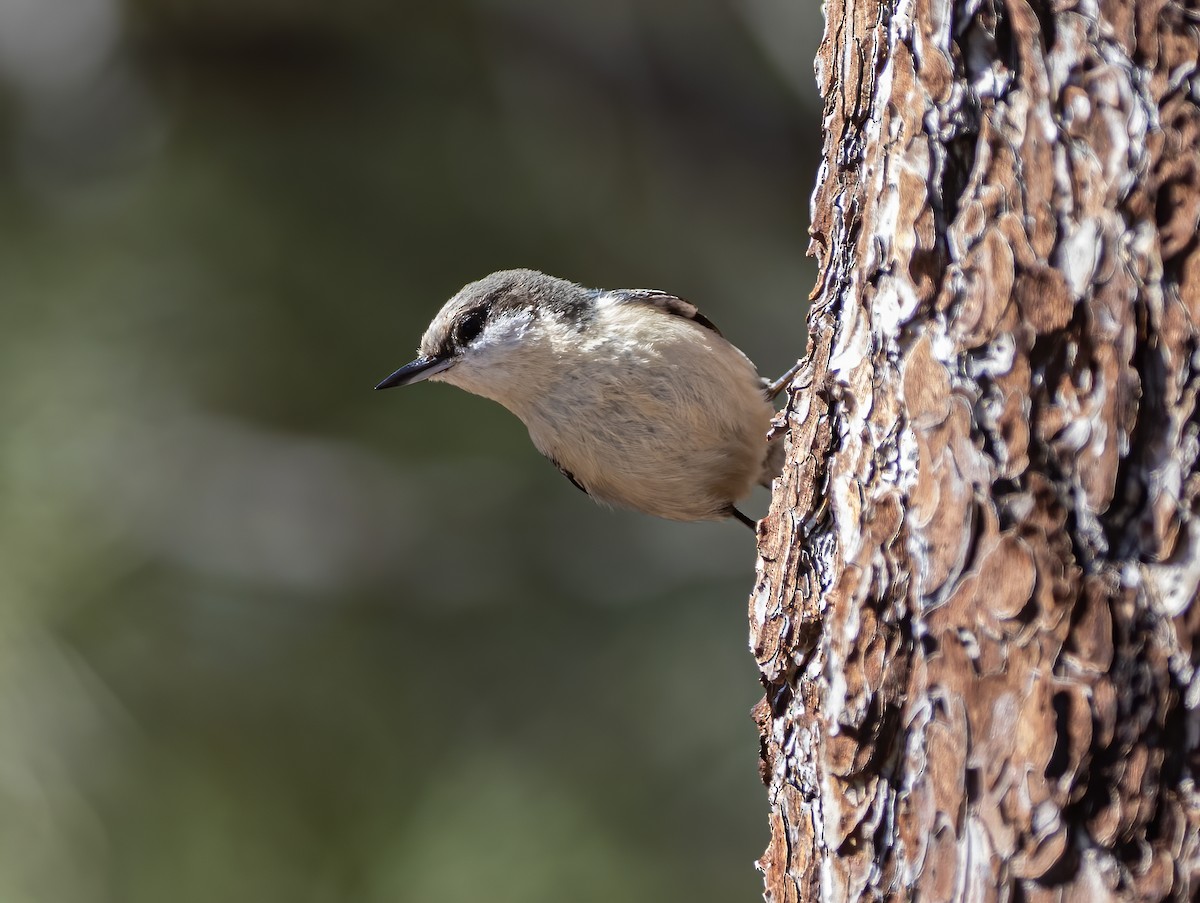 Pygmy Nuthatch - ML634367926
