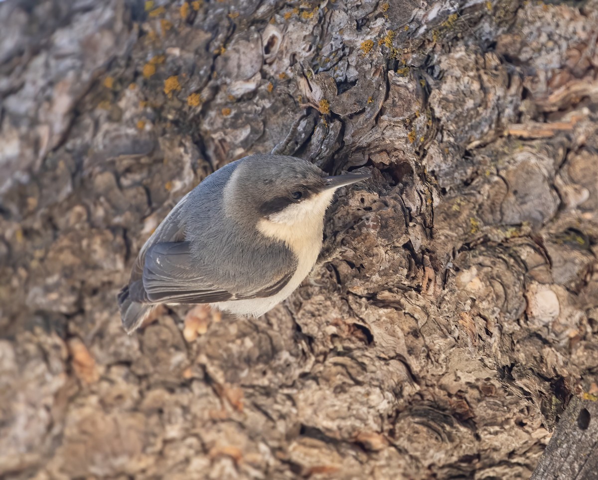Pygmy Nuthatch - ML634367927