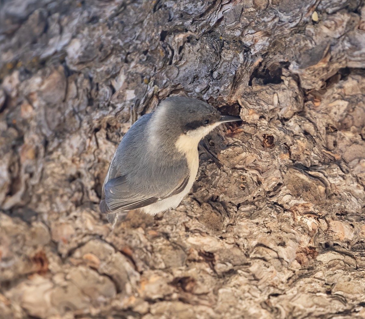Pygmy Nuthatch - ML634367928