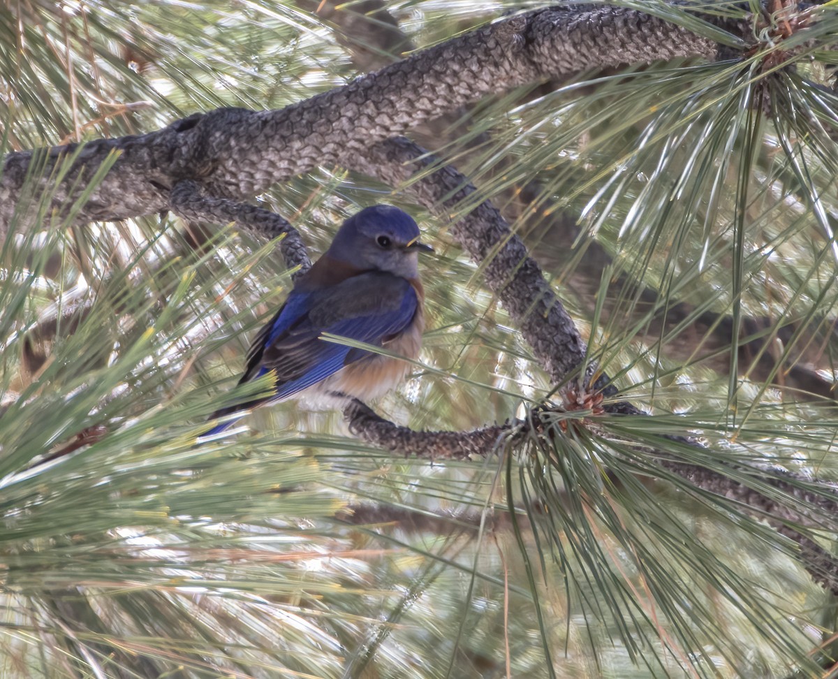 Western Bluebird - ML634367937
