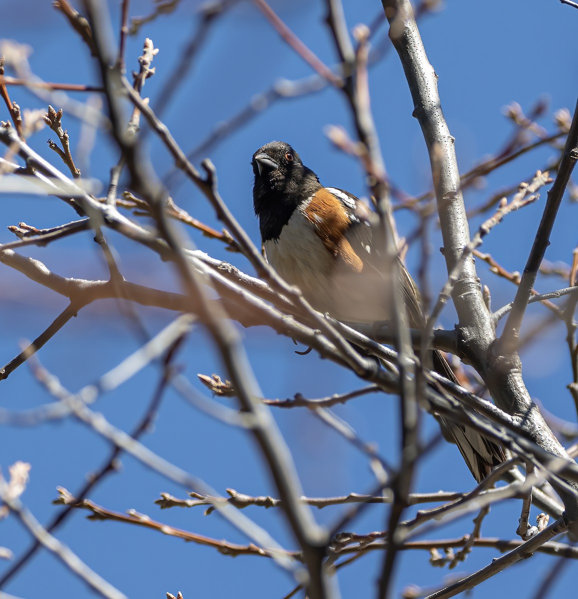 Spotted Towhee - ML634367949