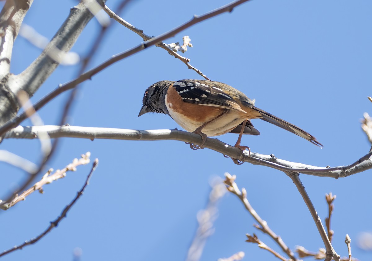 Spotted Towhee - ML634367950
