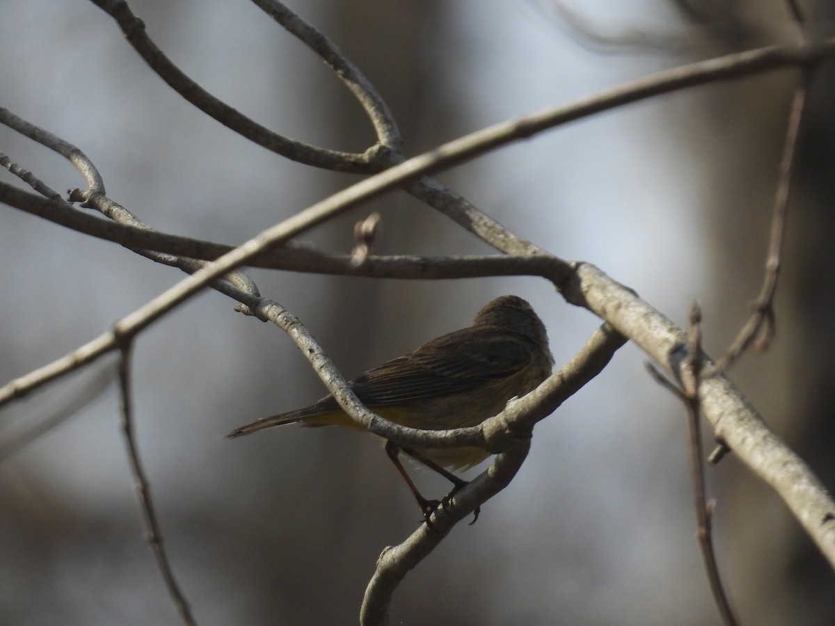 Palm Warbler - ML634367999