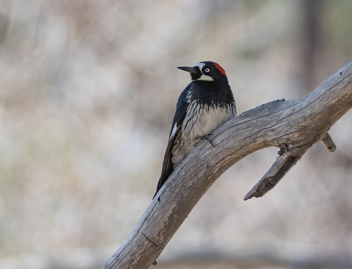 Acorn Woodpecker - ML634368008