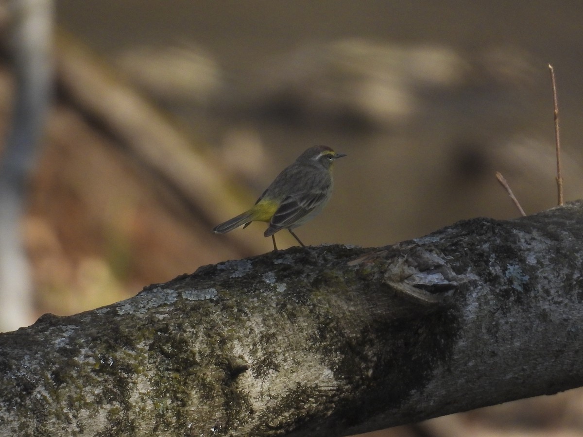 Palm Warbler - ML634368010