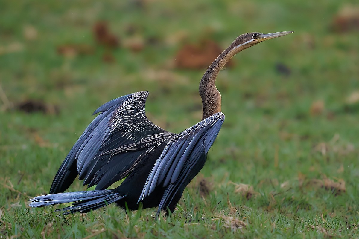 African Darter - ML634368012