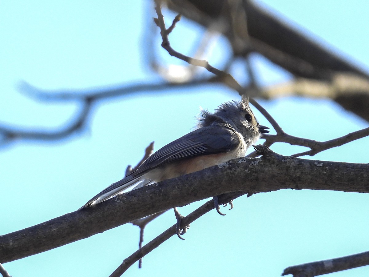 Tufted Titmouse - ML634368013