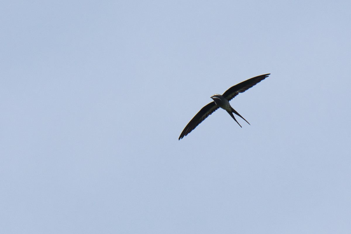 Moustached Treeswift - ML634368034