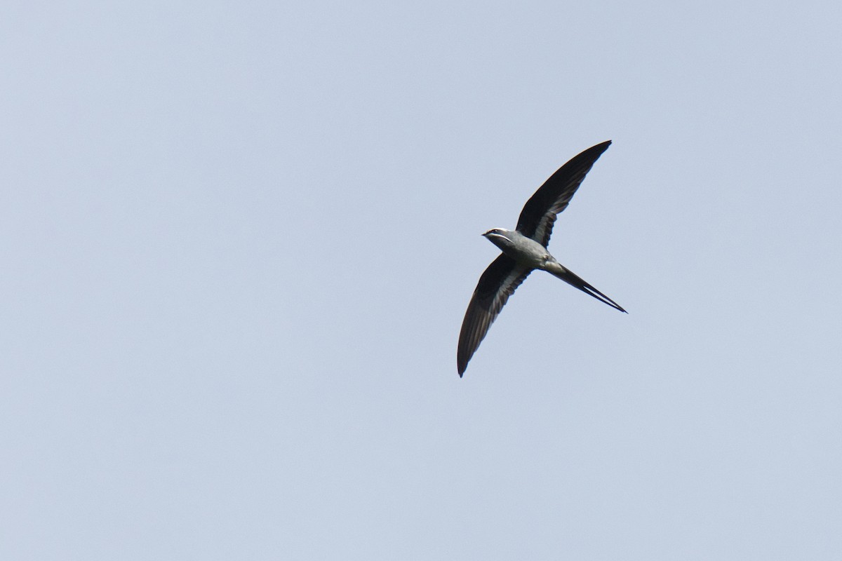 Moustached Treeswift - ML634368035