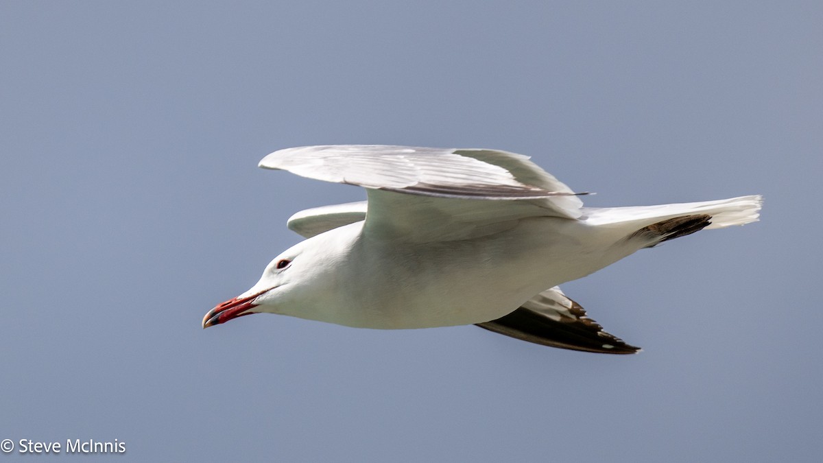 Audouin's Gull - ML634368046