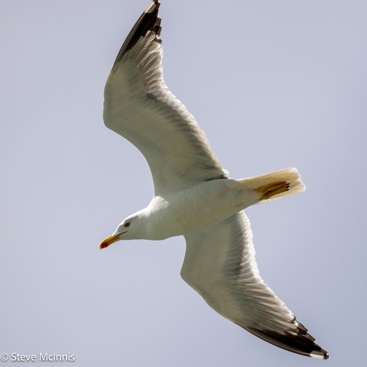 Yellow-legged Gull - ML634368064