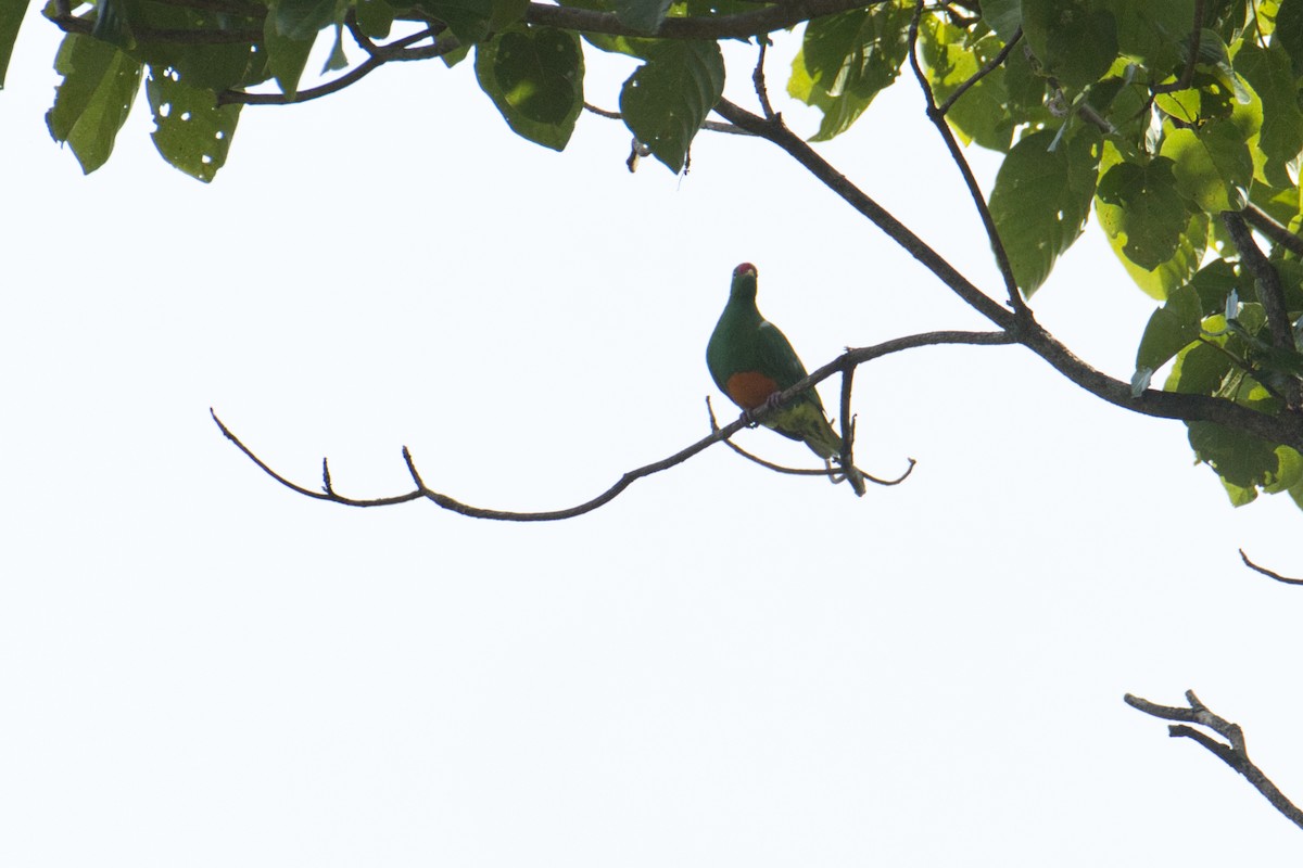 Knob-billed Fruit-Dove - ML634368086