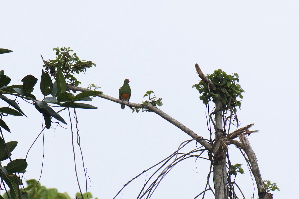 Knob-billed Fruit-Dove - ML634368089