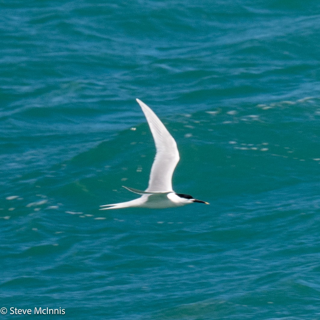 Sandwich Tern - ML634368108