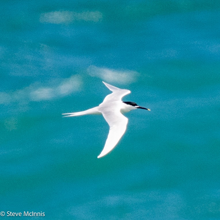 Sandwich Tern - ML634368109