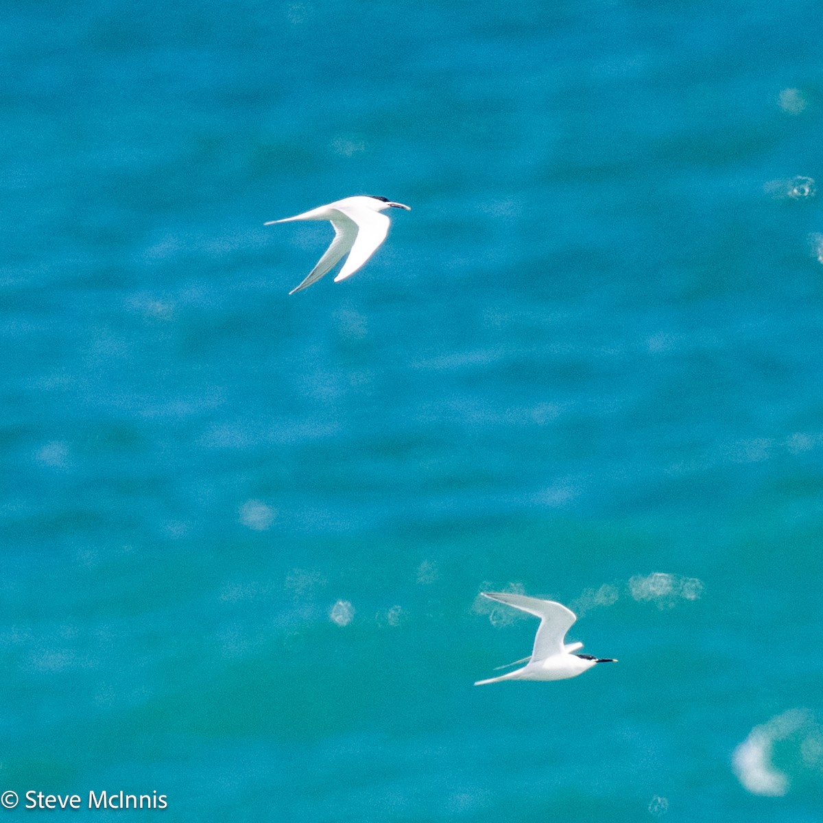 Sandwich Tern - ML634368110