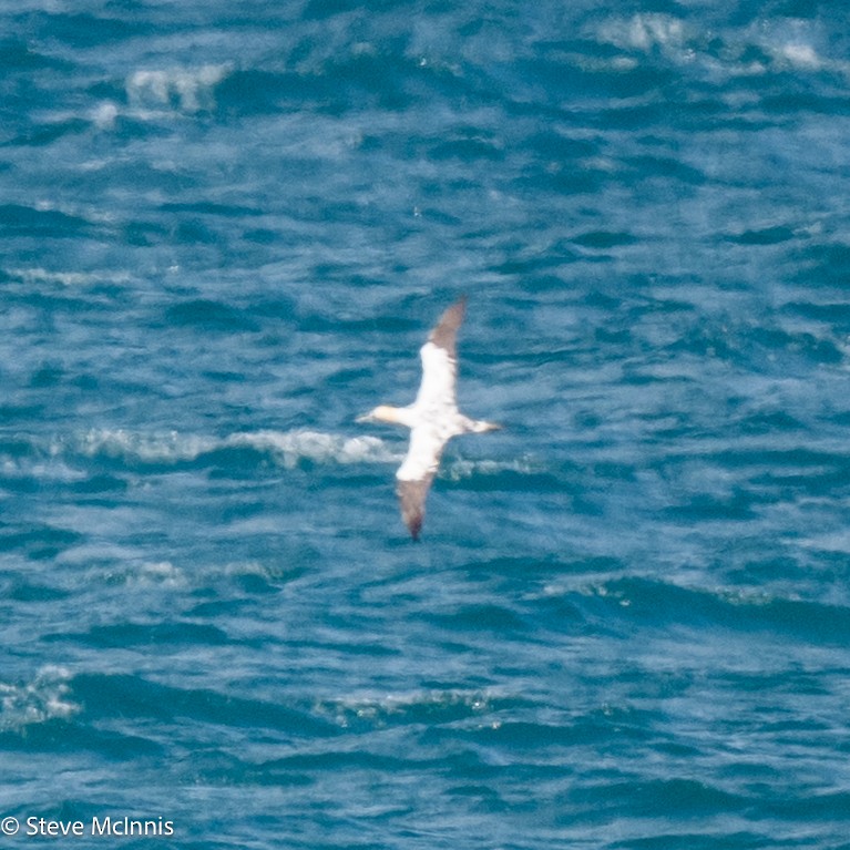 Northern Gannet - ML634368125