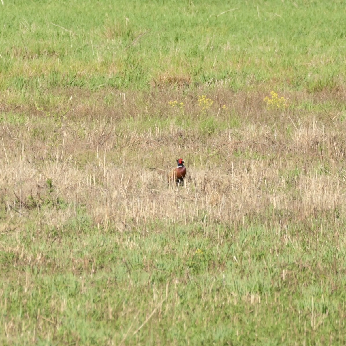 Зэрлэг гургуул - ML634368140