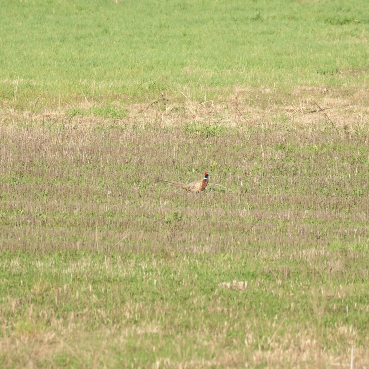 Зэрлэг гургуул - ML634368141