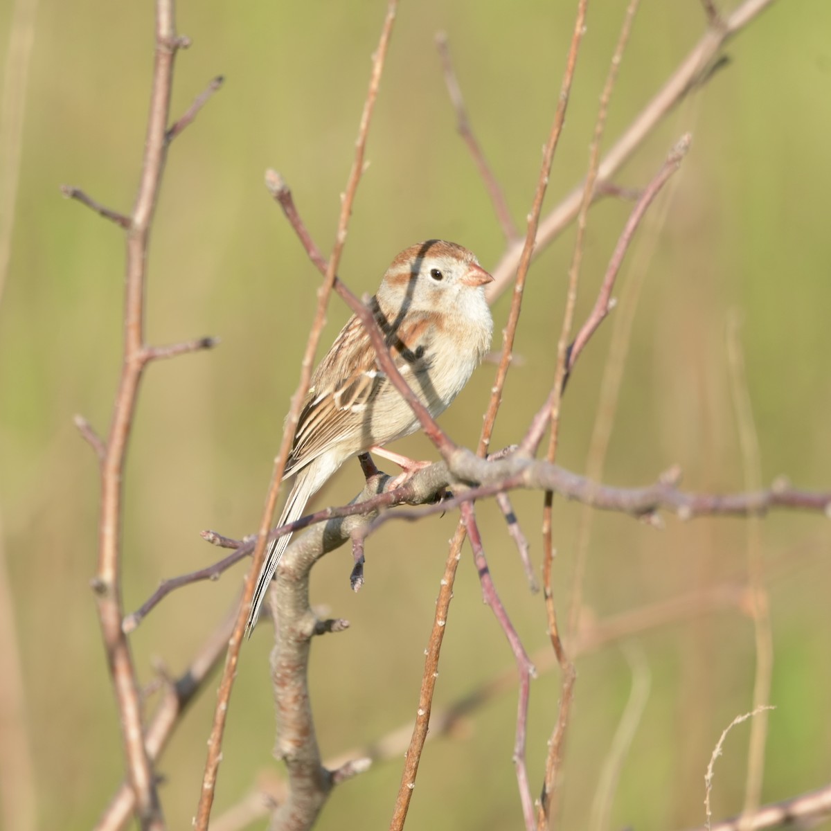 Field Sparrow - ML634368153