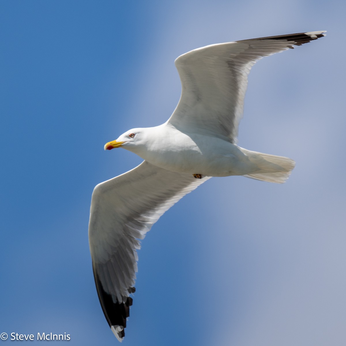 Yellow-legged Gull - ML634368155