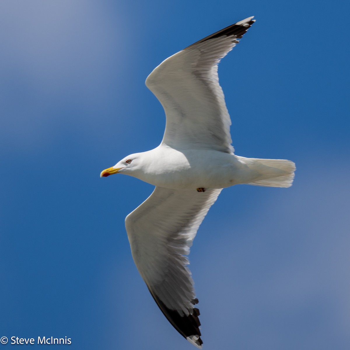 Yellow-legged Gull - ML634368156