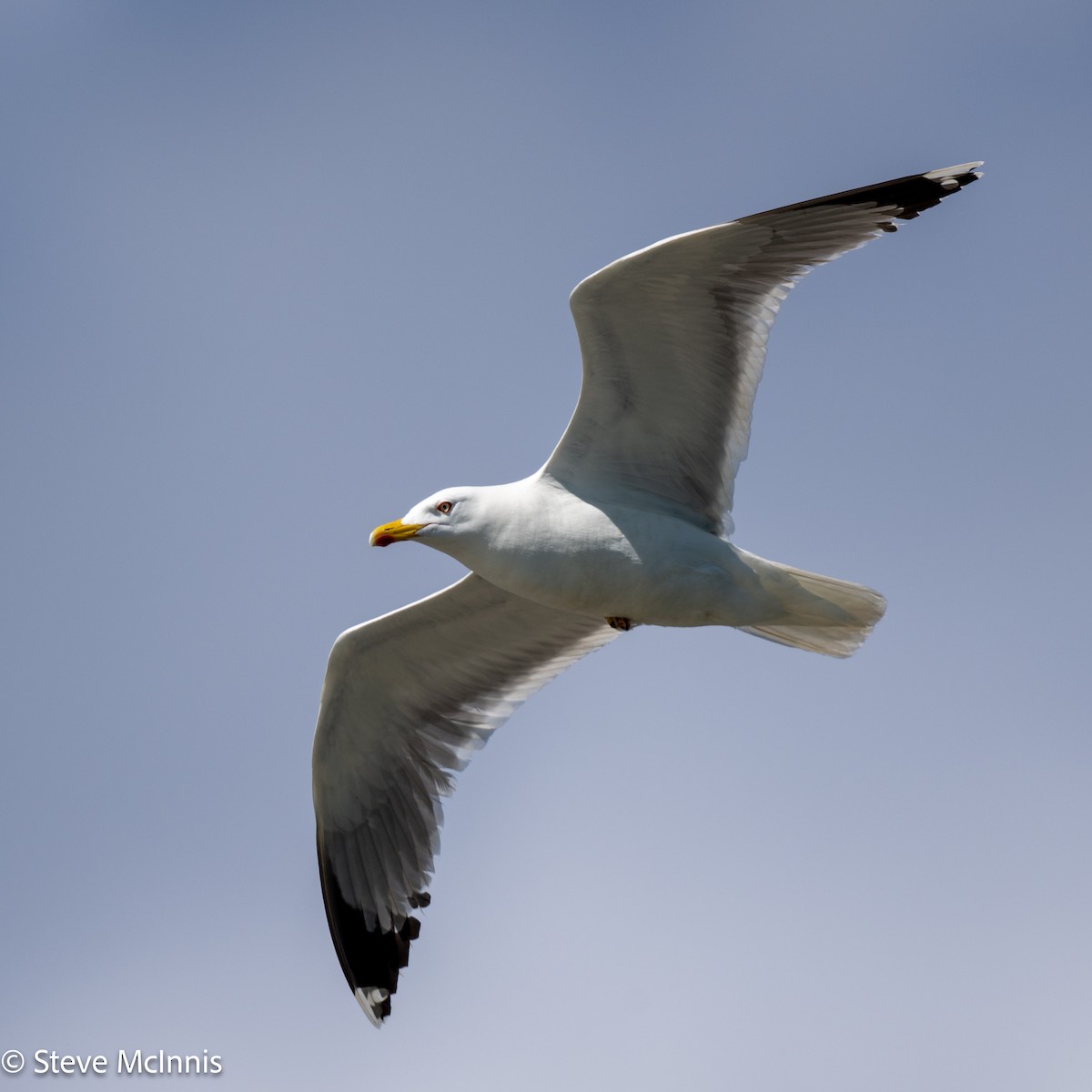 Yellow-legged Gull - ML634368157