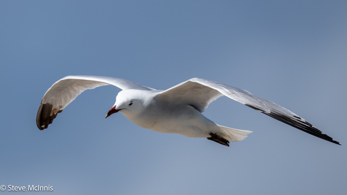Audouin's Gull - ML634368168