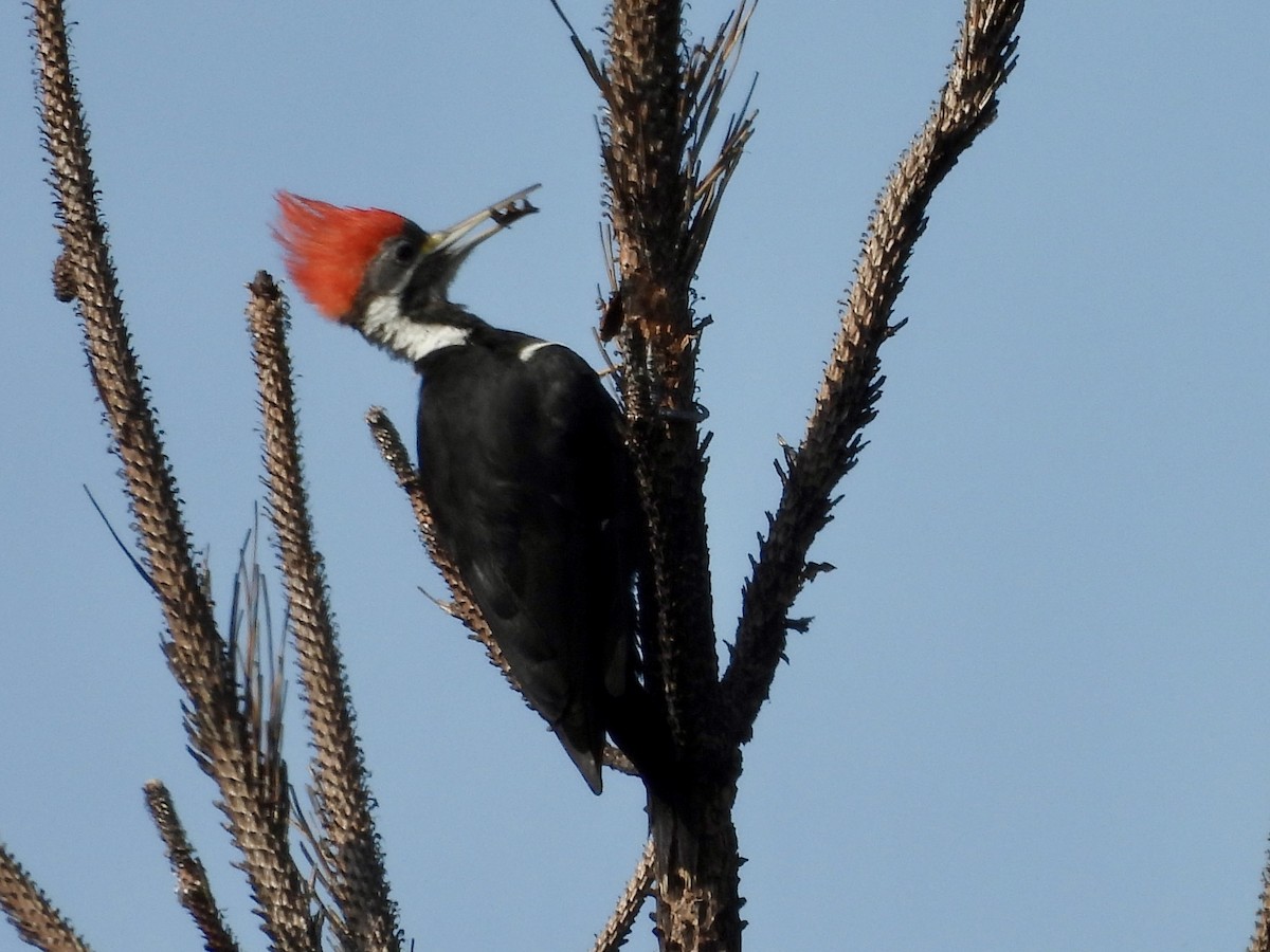 Black-bodied Woodpecker - ML634368496