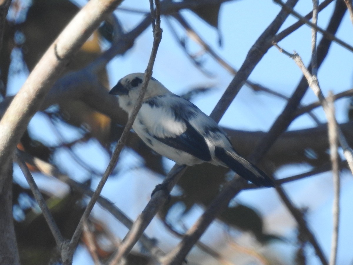 Blue-black Grassquit - ML634368505