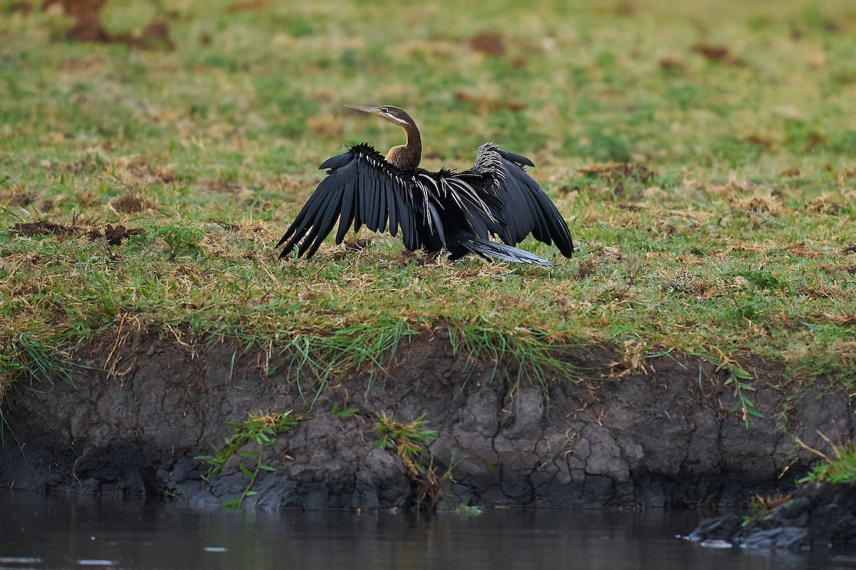 African Darter - ML634368619