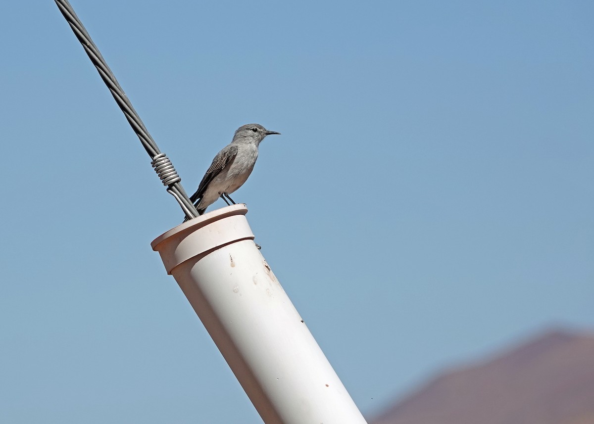 Rufous-naped Ground-Tyrant - ML634368683