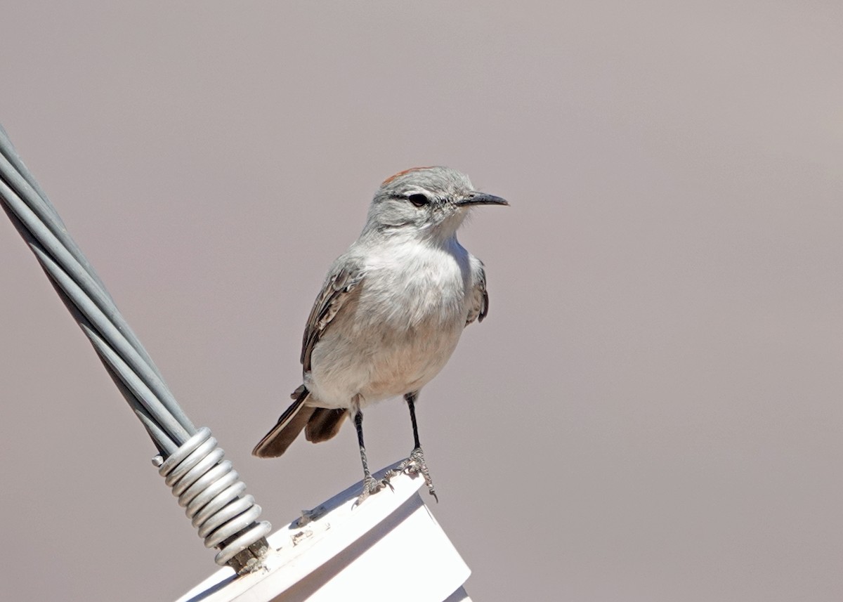 Rufous-naped Ground-Tyrant - ML634368704