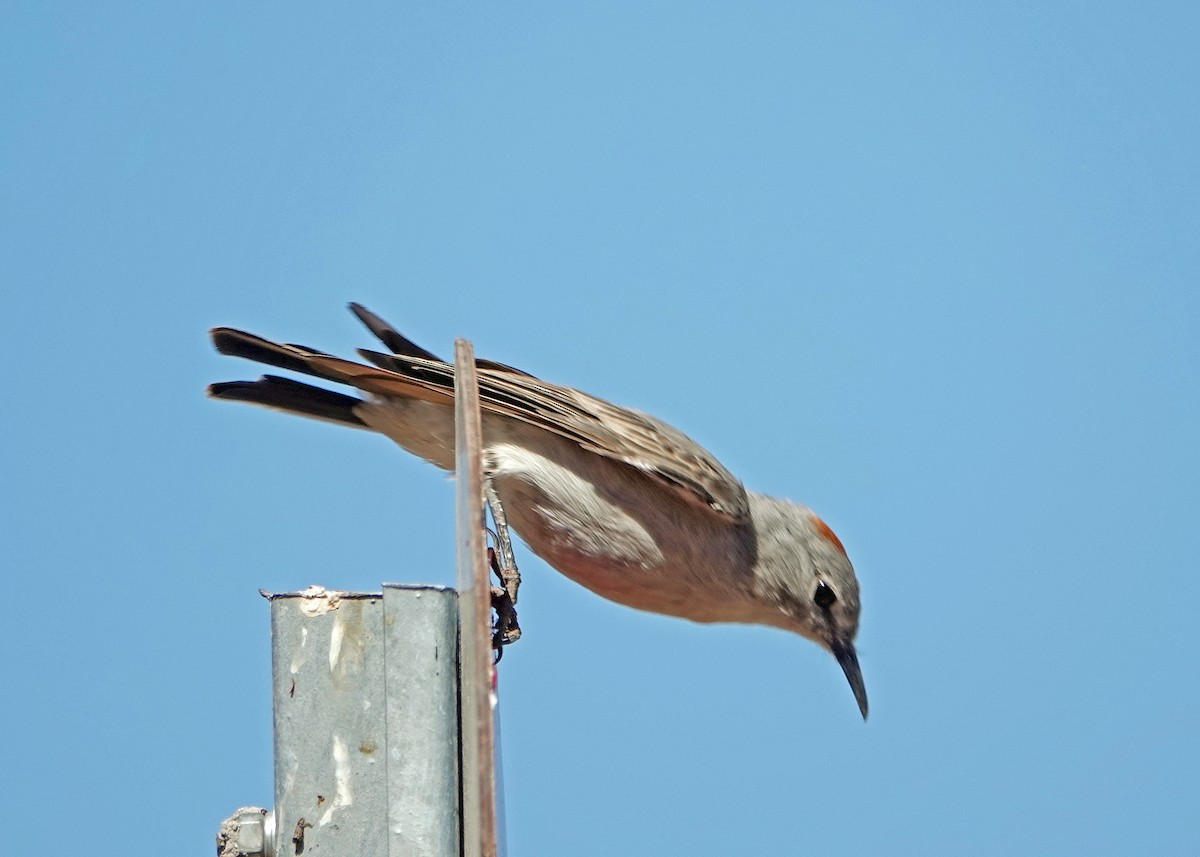 Rufous-naped Ground-Tyrant - ML634368734
