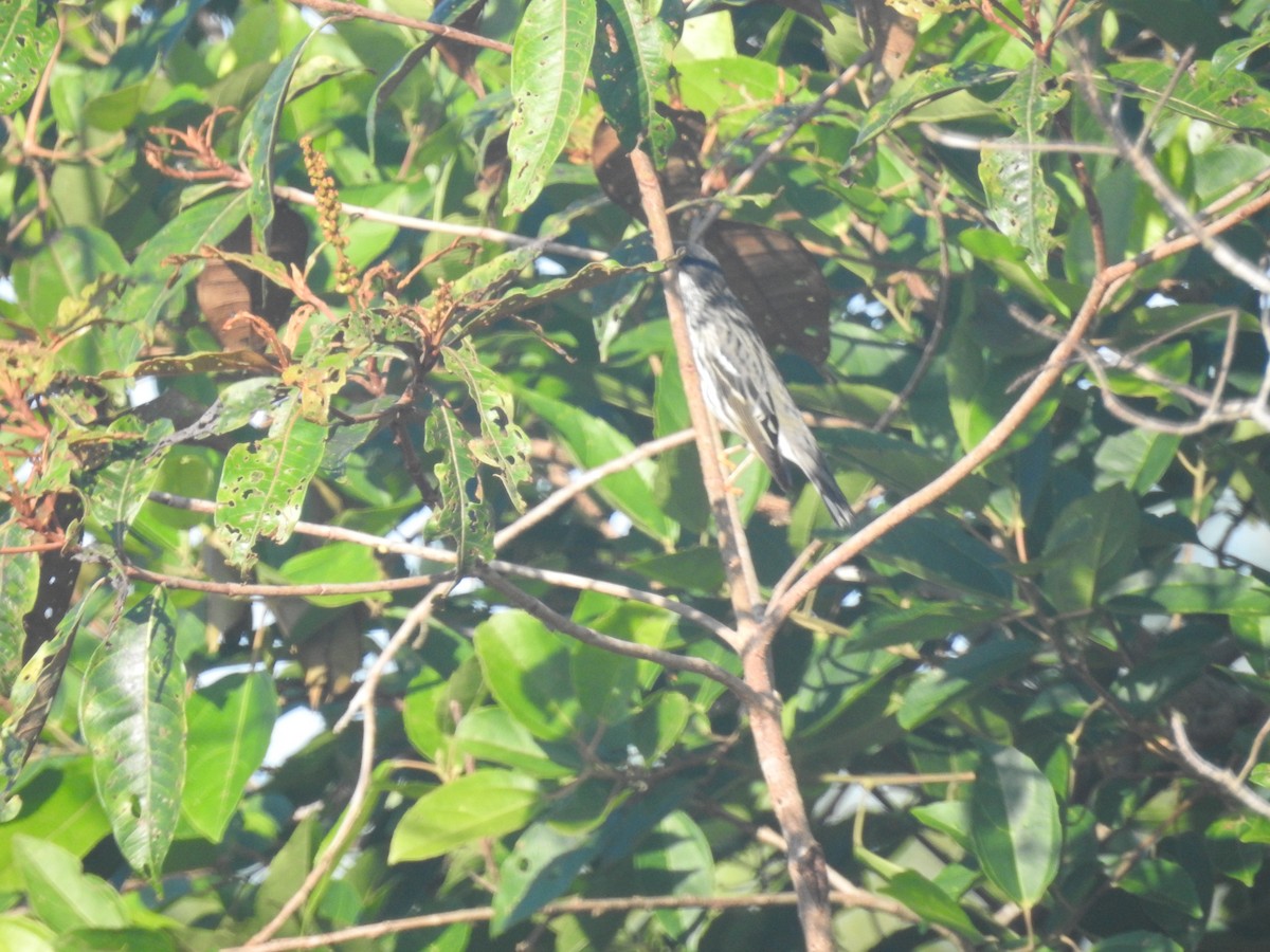 Blackpoll Warbler - ML634368804